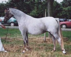 broodmare Wildzang's Rosebird (Welsh-Pony (Section B), 1995, from Cusop Steward)