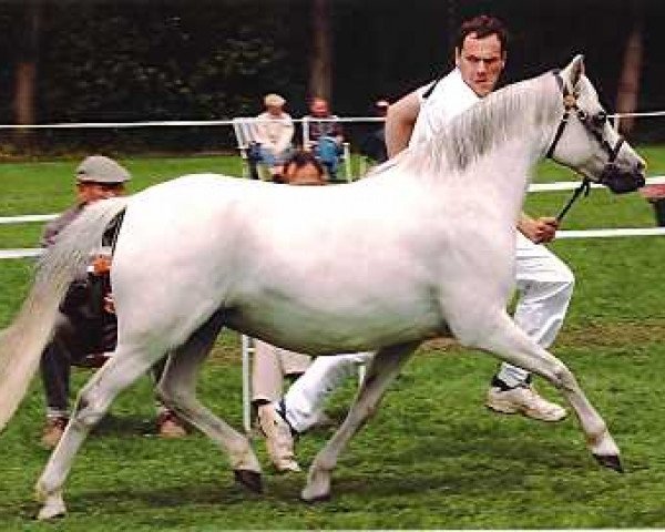 Zuchtstute Wildzang's Rosita (Welsh Pony (Sek.B), 1989, von Shamrock Mr. Oliver)