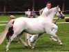 Zuchtstute Wildzang's Rosita (Welsh Pony (Sek.B), 1989, von Shamrock Mr. Oliver)