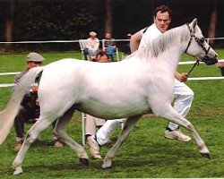 Zuchtstute Wildzang's Rosita (Welsh Pony (Sek.B), 1989, von Shamrock Mr. Oliver)