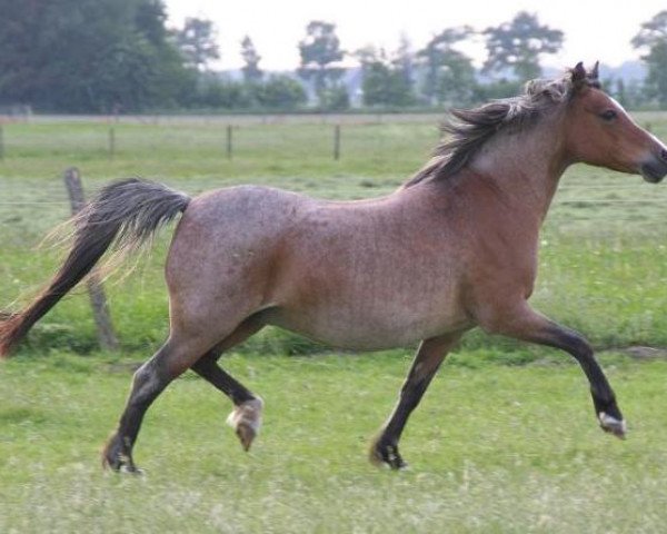 Zuchtstute Hulster's Delaila (Welsh Pony (Sek.B), 1981, von Bree Jago)
