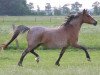 Zuchtstute Hulster's Delaila (Welsh Pony (Sek.B), 1981, von Bree Jago)