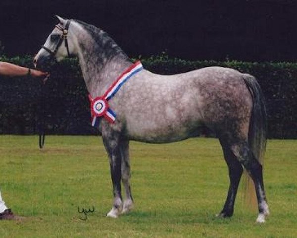 broodmare Valeur Dancing Fairy Lustre (Welsh-Pony (Section B), 2001, from Paddock Riverdance)