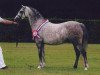 broodmare Valeur Dancing Fairy Lustre (Welsh-Pony (Section B), 2001, from Paddock Riverdance)