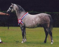 broodmare Valeur Dancing Fairy Lustre (Welsh-Pony (Section B), 2001, from Paddock Riverdance)