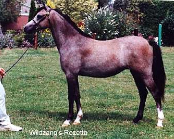 Pferd Wildzang's Rozetta (Welsh Pony (Sek.B), 1999, von Shamrock Mr. Oliver)