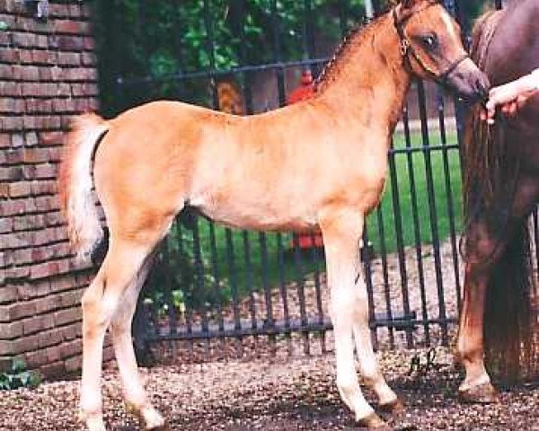 Pferd Wildzang's Steward (Welsh Pony (Sek.B), 1995, von Cusop Steward)