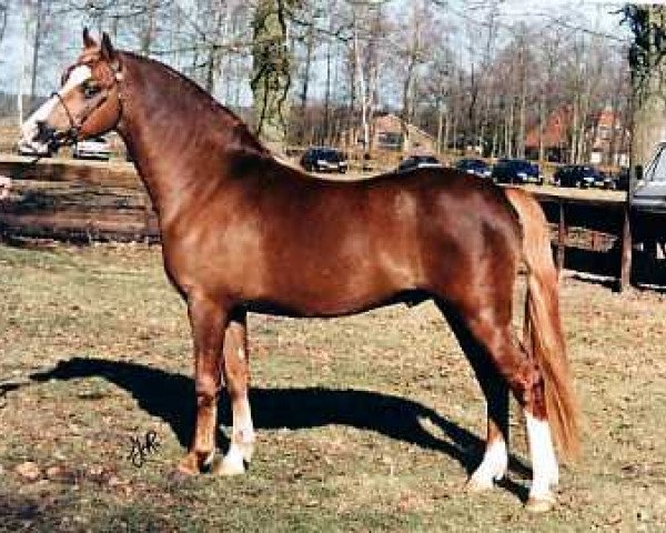 Deckhengst Wildzang's Sundancer (Welsh Pony (Sek.B), 1993, von Shamrock Discovery)
