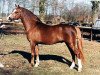 stallion Wildzang's Sundancer (Welsh-Pony (Section B), 1993, from Shamrock Discovery)