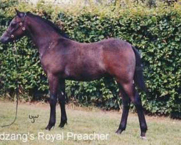 horse Wildzang's Royal Preacher (Welsh-Pony (Section B), 2003, from Den Bramel's Bucco)