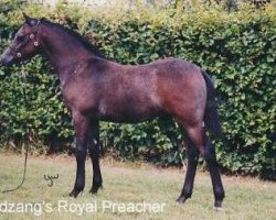 Pferd Wildzang's Royal Preacher (Welsh Pony (Sek.B), 2003, von Den Bramel's Bucco)