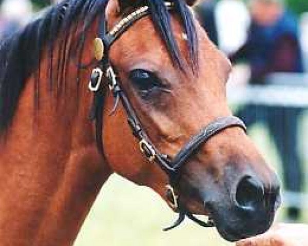 Zuchtstute Wildzang's Romy (Welsh Pony (Sek.B), 2000, von Sarnau Pelydrog)