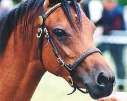 broodmare Wildzang's Romy (Welsh-Pony (Section B), 2000, from Sarnau Pelydrog)