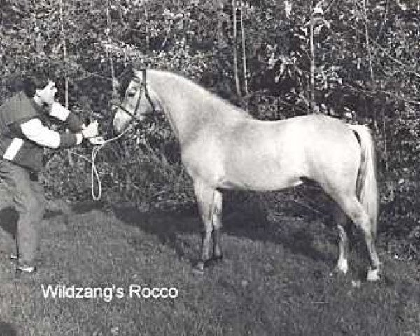stallion Wildzang's Rocco (Welsh-Pony (Section B), 1986, from Shamrock Mr. Oliver)