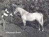 Deckhengst Wildzang's Rocco (Welsh Pony (Sek.B), 1986, von Shamrock Mr. Oliver)