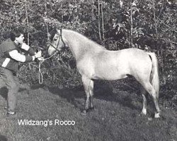 Deckhengst Wildzang's Rocco (Welsh Pony (Sek.B), 1986, von Shamrock Mr. Oliver)