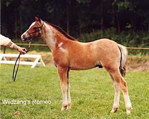 horse Wildzang's Romeo (Welsh-Pony (Section B), 1990, from Shamrock Mr. Oliver)