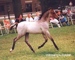 horse Wildzang's Robbin (Welsh-Pony (Section B), 1991, from Shamrock Mr. Oliver)