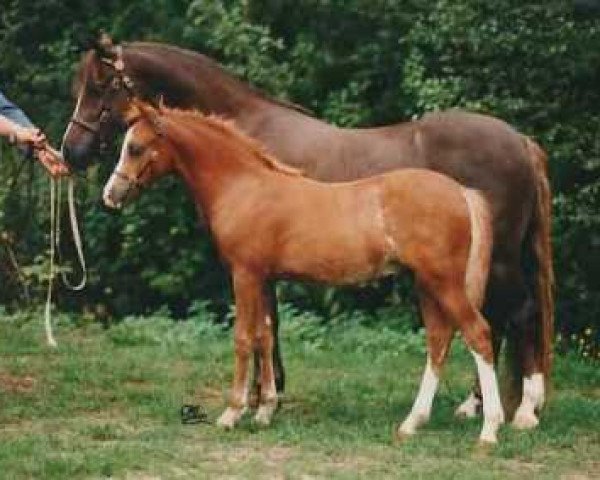 Deckhengst Wildzang's Showman (Welsh Pony (Sek.B), 1992, von Shamrock Discovery)