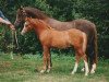 Deckhengst Wildzang's Showman (Welsh Pony (Sek.B), 1992, von Shamrock Discovery)