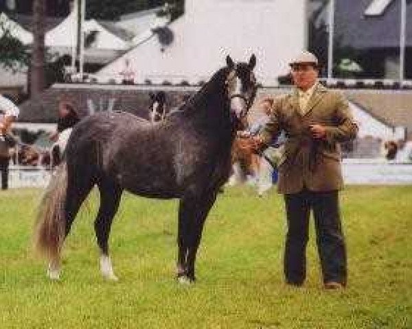 horse Wildzang's Remulus (Welsh-Pony (Section B), 2001, from Shamrock Mr. Oliver)