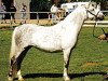 Zuchtstute Wildzang's Glorie (Welsh Pony (Sek.B), 1987, von Shamrock Mr. Oliver)