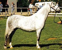 Zuchtstute Wildzang's Glorie (Welsh Pony (Sek.B), 1987, von Shamrock Mr. Oliver)