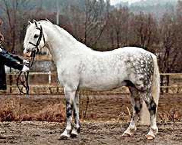 stallion Wildzang's Gloriant (Welsh-Pony (Section B), 1988, from Shamrock Mr. Oliver)