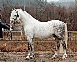 stallion Wildzang's Gloriant (Welsh-Pony (Section B), 1988, from Shamrock Mr. Oliver)