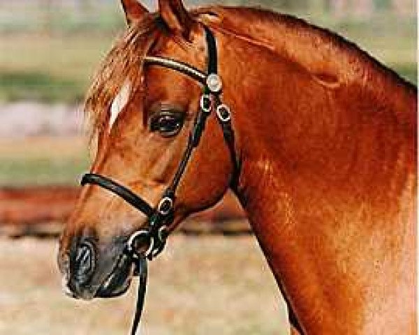 stallion Cusop Steward (Welsh-Pony (Section B), 1982, from Downland Gold Leaf)