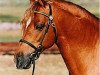 stallion Cusop Steward (Welsh-Pony (Section B), 1982, from Downland Gold Leaf)
