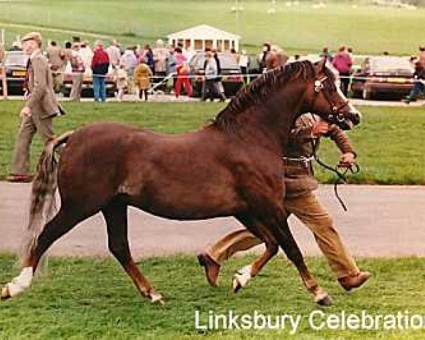 Deckhengst Linksbury Celebration (Welsh Pony (Sek.B), 1988, von Cusop Steward)