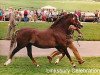 stallion Linksbury Celebration (Welsh-Pony (Section B), 1988, from Cusop Steward)