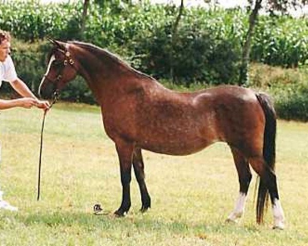Zuchtstute Bolster Sorb-Apple (Welsh Pony (Sek.B), 1971, von Knolton Playboy)