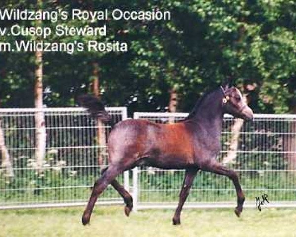 Pferd Wildzang's Royal Occasion (Welsh Pony (Sek.B), 1996, von Cusop Steward)