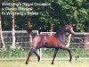 horse Wildzang's Royal Occasion (Welsh-Pony (Section B), 1996, from Cusop Steward)