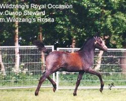 horse Wildzang's Royal Occasion (Welsh-Pony (Section B), 1996, from Cusop Steward)