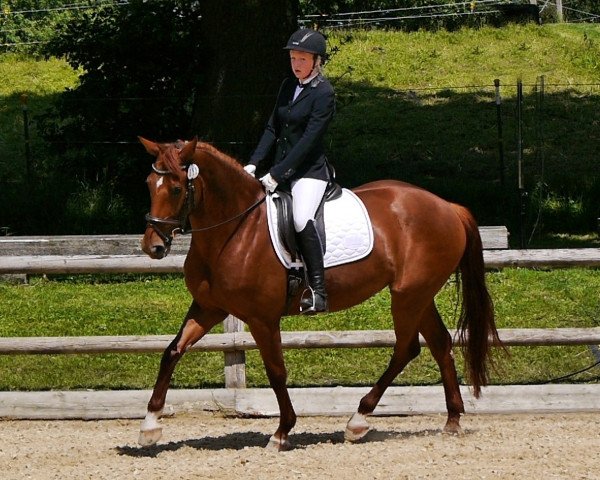 dressage horse Deleyla 3 (Württemberger, 2011, from Don Schufro)