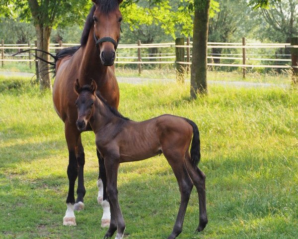 dressage horse Deltheo (Rhinelander, 2018, from De Beau)