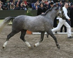 stallion Wildzang's Lustre Madog (Welsh-Pony (Section B), 2010, from Thistledown Lawrence of Arabia)