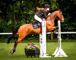 jumper Flandernhof's Sunny Boy (New Forest Pony, 2007, from Sir Durk)