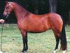 broodmare Wildzang's Sweat Pea (Welsh-Pony (Section B), 1996, from Linksbury Celebration)