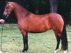 Zuchtstute Wildzang's Sweat Pea (Welsh Pony (Sek.B), 1996, von Linksbury Celebration)