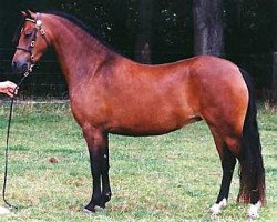 Zuchtstute Wildzang's Sweat Pea (Welsh Pony (Sek.B), 1996, von Linksbury Celebration)