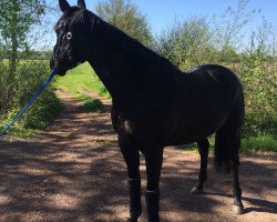 jumper Kilrodan Aristocrat (Irish Sport Horse, 2013, from Boherdeal Clover)