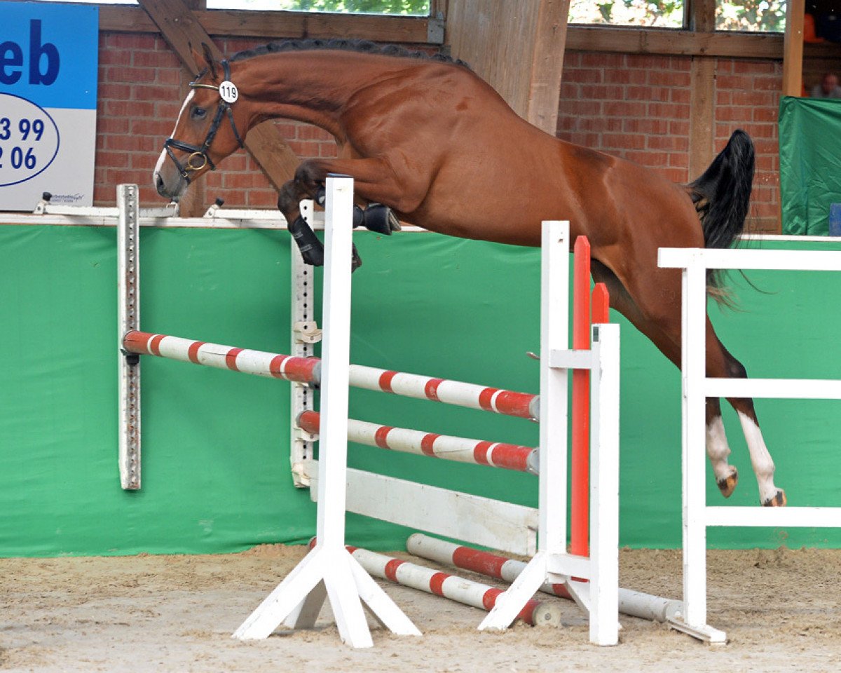 jumper Quickly de Ciaco (German Sport Horse, 2016, from Quickly de Kreisker)