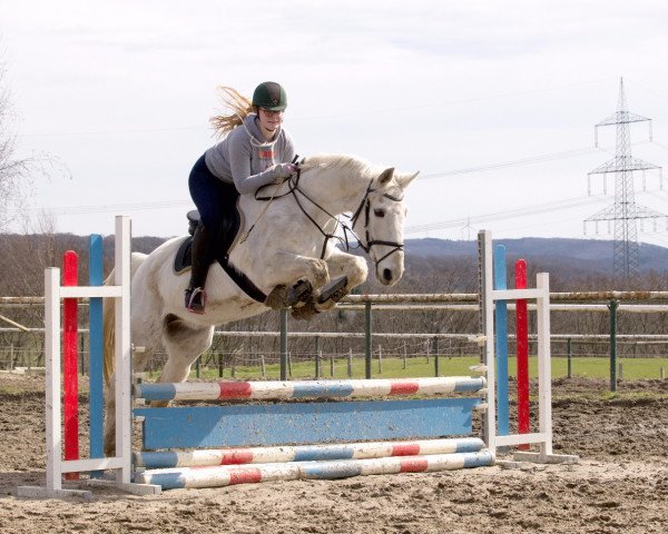 horse Willi B. Winzig (Hanoverian, 1989, from Woermann)