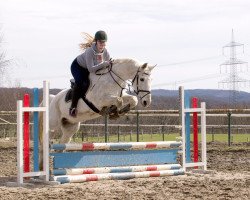 horse Willi B. Winzig (Hanoverian, 1989, from Woermann)