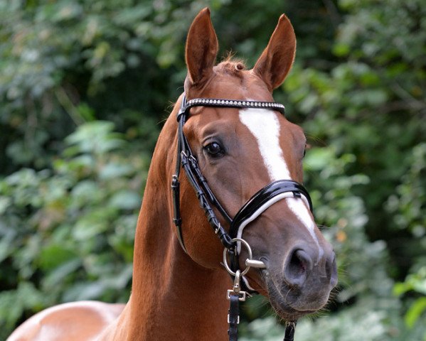 stallion Quinoa (German Sport Horse, 2015, from Quaterback)