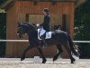 dressage horse Abianus van Dorotea (Arabofriese, 2008, from Yk Dark President)